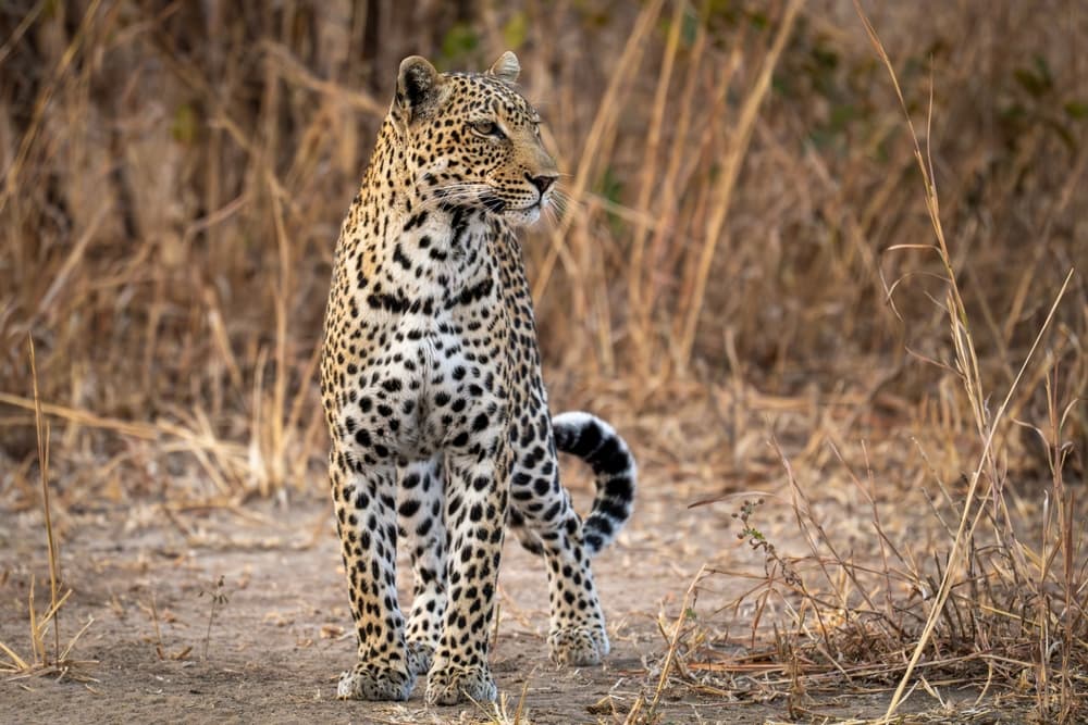 Parco nazionale di South Luangwa